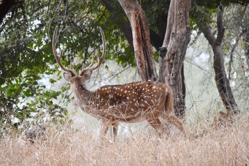 Naklejka na ściany i meble Scenic View Of Deer In The Ranthambhore National Park, Rajasthan, India