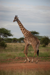 Naklejka na ściany i meble Wild giraffe in Serengeti National Park, Tanzania