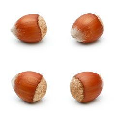 Hazelnut isolated