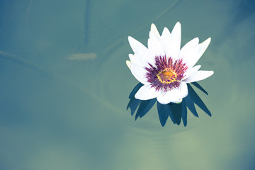 beautiful white lotus flower on deep blue water surface with vintage tone.