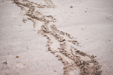 footprints in the sand and sea wave