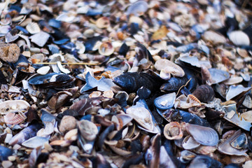 seashells on the sea beach
