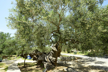 Greece, Zakynthos, oldest olive tree in Exo Chora village