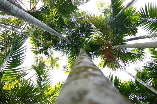 areca nut 