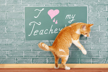 I love my Teacher, funny education concept with cat