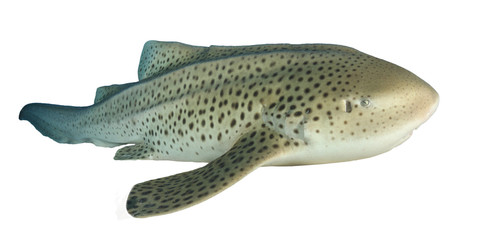 Leopard Shark (Zebra Shark) isolated on white background