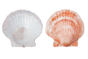 Shells of molluscs, blank rough thrown surf