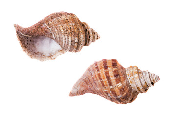 Shells of molluscs, blank rough thrown surf