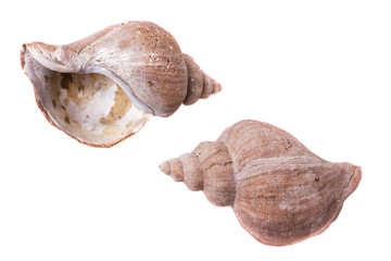 Shells of molluscs, blank rough thrown surf