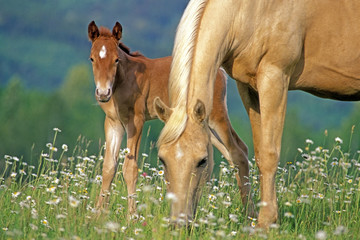 Naklejka na ściany i meble Palomino Horse mare and Foal grassing at summer pasture