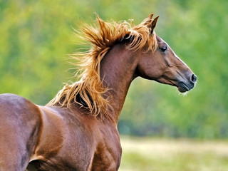 Obraz na płótnie Canvas Close up of Chestnut Arabian Stallion galloping