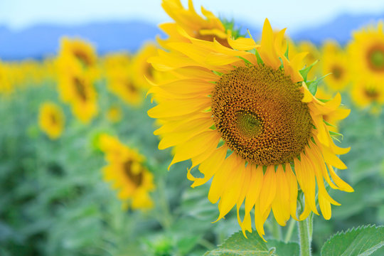 Sunflower field at the mountain