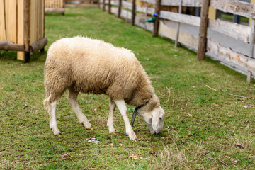 Naklejka na ściany i meble Sheep is feeding in a small city petting ZOO.
