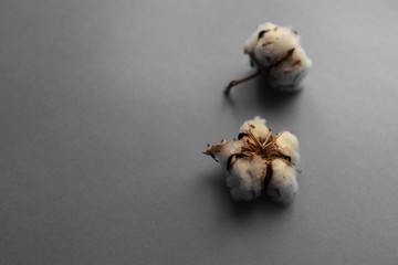 White background with branch of cotton plant