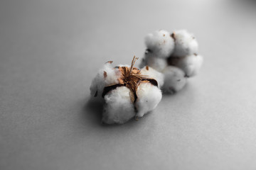 White background with branch of cotton plant