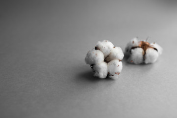 White background with branch of cotton plant