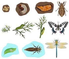 The stages of metamorphosis of beetle, butterfly and dragonfly