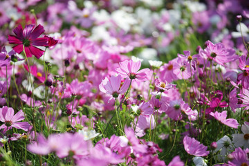 beautiful cosmos flowers blooming in the garden