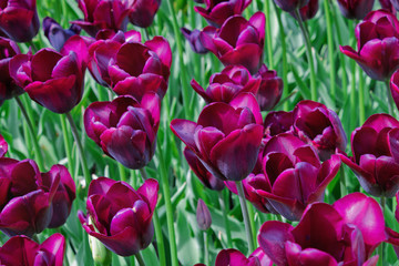 flowerbed with purple tulips in the park