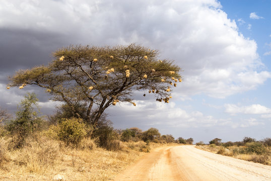 Dirt Road to Amboseli