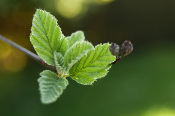Blattknospe entfaltet sich