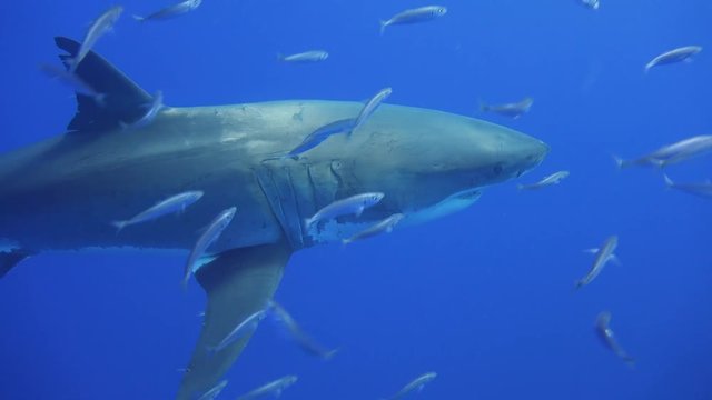 Увлекательные подводные погружения с Большими белыми акулами У острова Гуадалупе в Тихом океане. Мексика.