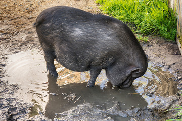 Vietnam pig