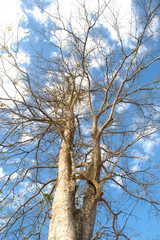 Bare tree huge sprawl of dry dead leaves in the winter paddy clo