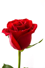 Red rose isolated on white background.Love concept valentines day. Copyspace.
