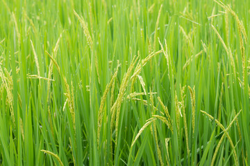 Rice field