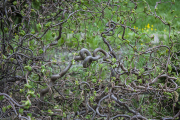 Corylus avellana Contorta. Soft focus. Hazel branches. botanical garden