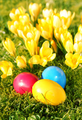 Ostern, Easter, bunte Ostereier vor gelben Krokussen, Textraum, Copy space
