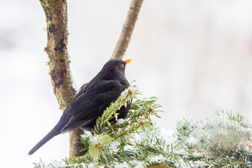 Amsel