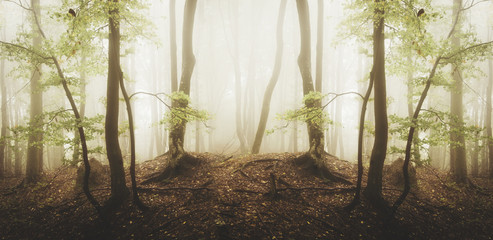 Surreal symmetrical forest. Panoramic landscape with trees, fog, mist, and sunlight in green woods