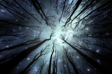 Deurstickers Nacht in bosillustratie. Nachtelijke hemel met sterren gezien door bomen in donkere bossen © andreiuc88