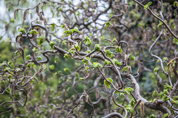 Corylus avellana Contorta. Soft focus. Hazel branches. botanical garden 