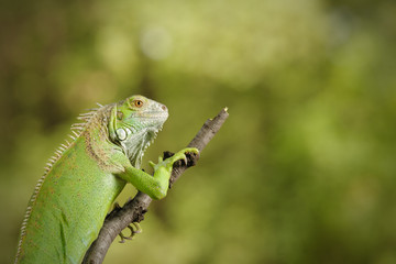 Iguana