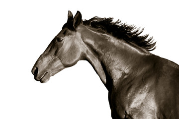 Portrait of horse in profile on a white background