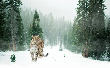 Raamstickers Luipaard in de sneeuw © felix_brönnimann