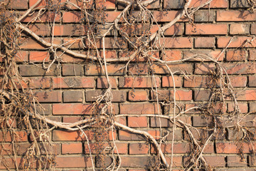 Red brick wall background with withered vine