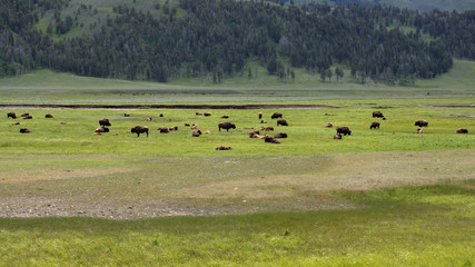 Lamar Valley at Yellstone National Park, USA
