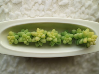 【多肉植物】ビアホップ Baby Burro's tail