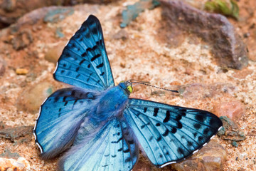 Close-up of colorful butterfly at Iguazu Falls