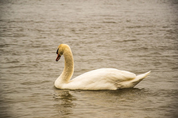 Naklejka premium Swan in water