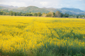 Sun hemp or Indian hemp.