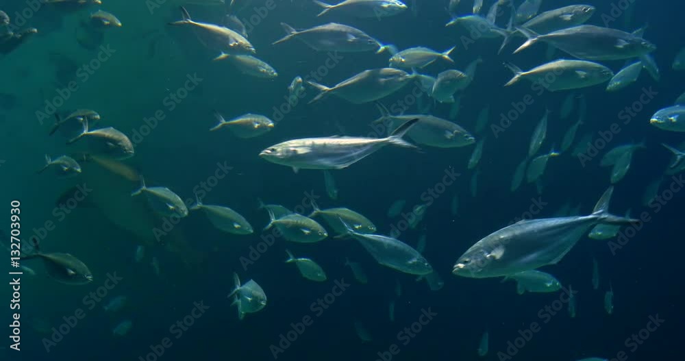 Wall mural Deep Ocean Fish In Large Aquarium