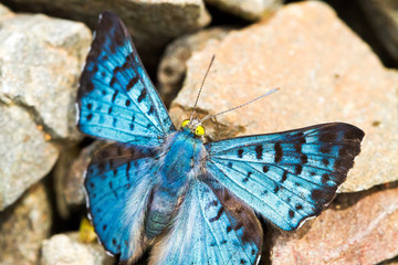 Close-up of colorful butterfly at Iguazu Falls