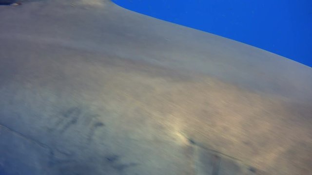 Увлекательные подводные погружения с Большими белыми акулами У острова Гуадалупе в Тихом океане. Мексика.