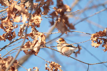Hawfinch (Coccothraustes coccothraustes) sitting on oak branch