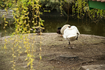 Naklejka premium Swan on the land